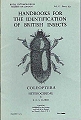 Coleoptera Family Heteroceridae