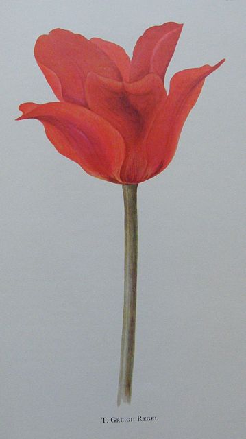 Notes on the Tulip Species.