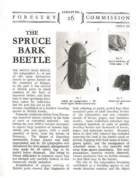 The Spruce Bark Beetle.