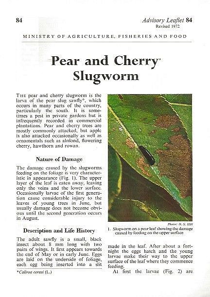Pear and Cherry Slugworm.