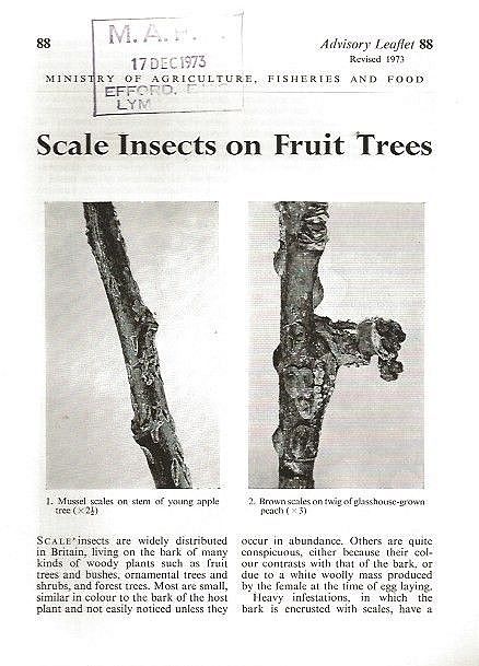 Scale Insects on Fruit Trees.