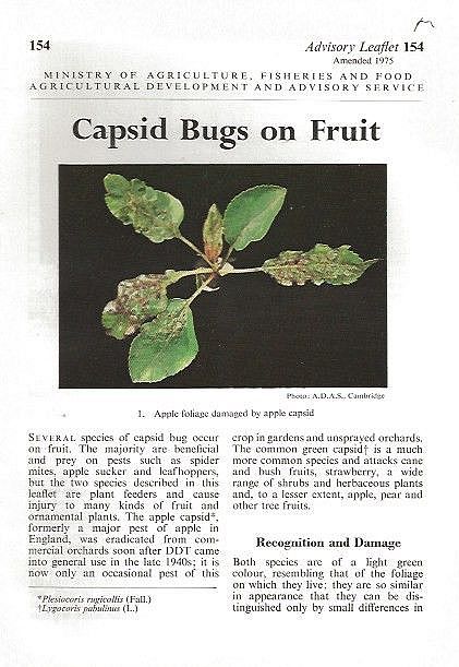 Capsid Bugs on Fruit.