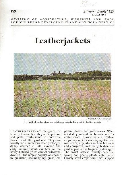 Leatherjackets.