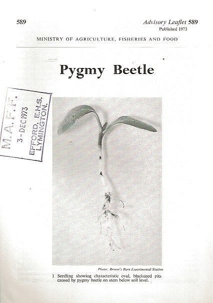 Pygmy Beetle.