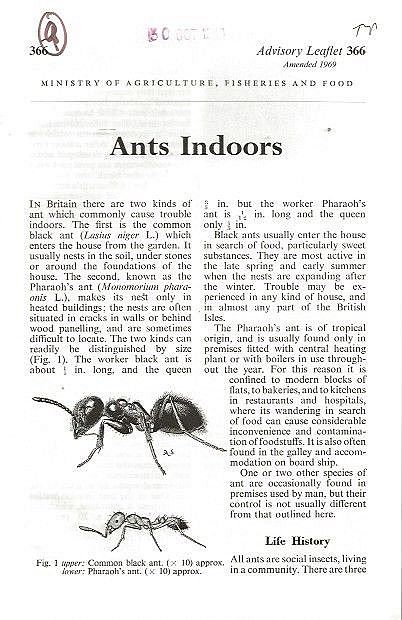 Ants Indoors.