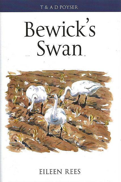 Bewick’s Swan.