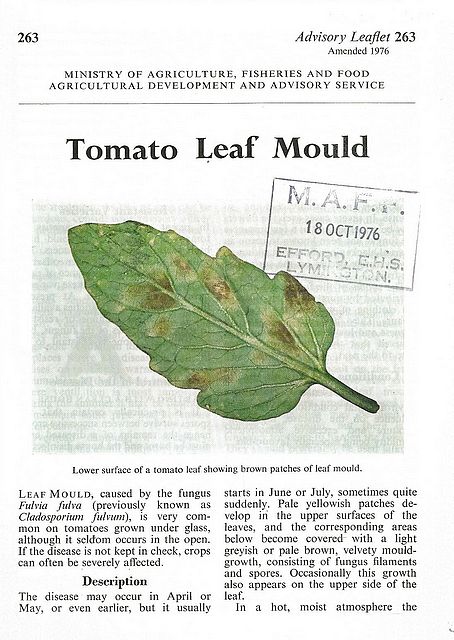 Tomato Leaf Mould.