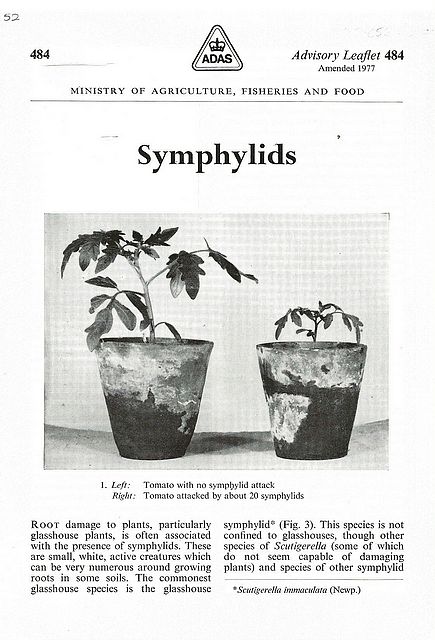 Symphylids.