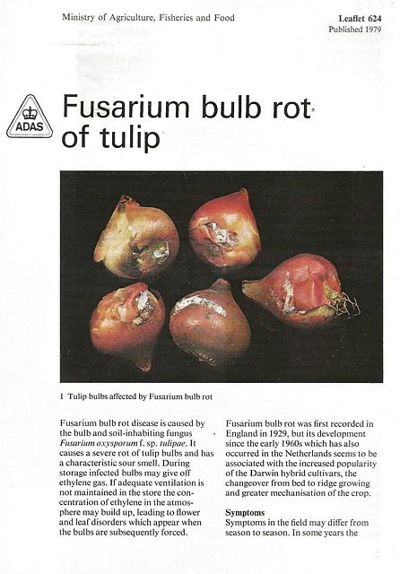 Fusarium Bulb Rot of Tulip.
