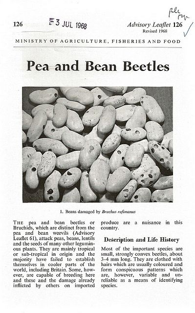 Pea and Bean Beetles.