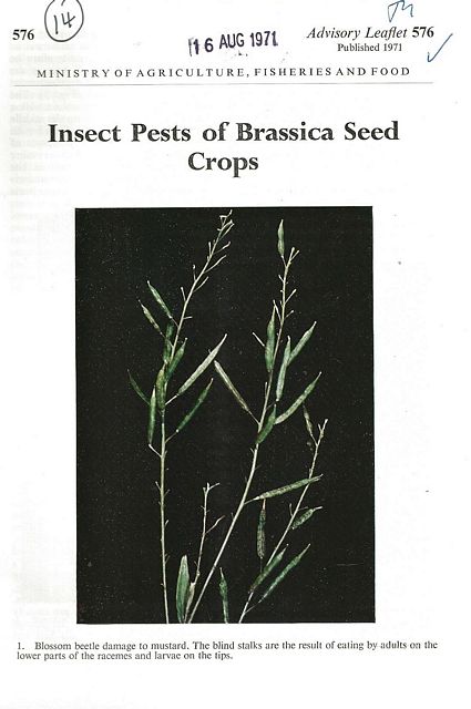 Insect Pests of Brassica Seed Crops.