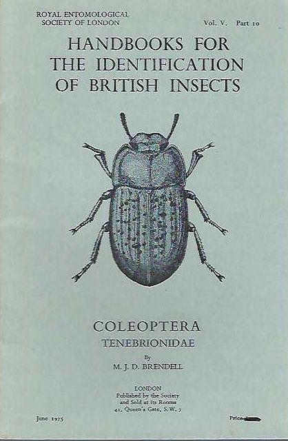 Coleoptera Family Tenebrionidae.