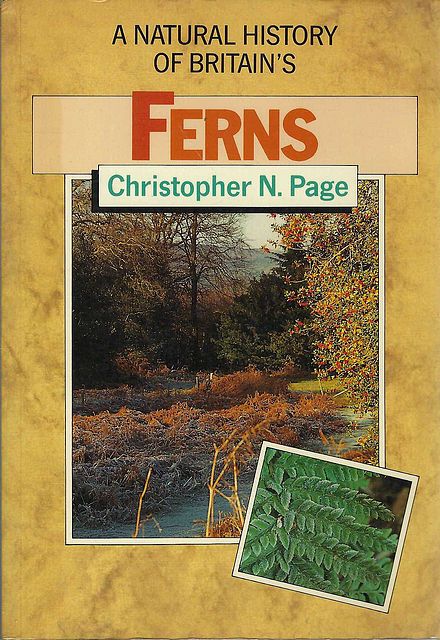 Ferns. 