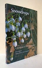Snowdrops.