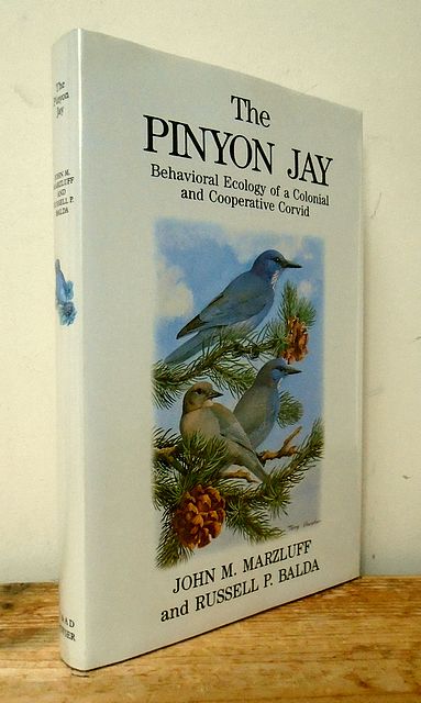The Pinyon Jay.