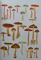 Flora Agaricina Danica.