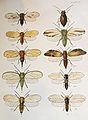 The Hemiptera-Homoptera (Cicadina and Psyllina).