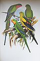 Parrots of the World. 