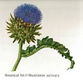 Botanical Art & Illustration. 1972-1973.