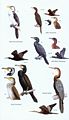 Birds of Borneo.