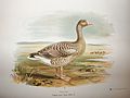 The Geese of Europe and Asia.
