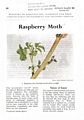 Raspberry Moth.