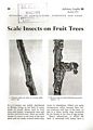 Scale Insects on Fruit Trees.