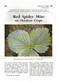 Red Spider Mite on Outdoor Crops.