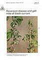 Reversion Disease and Gall Mite of Black Currant.