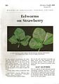 Eelworms on Strawberry.