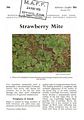 Strawberry Mite. 