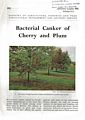 Bacterial Canker of Cherry and Plum.