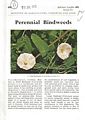 Perennial Bindweeds.