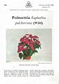 Poinsettia Euphorbia Pulcherrima (Wild). 