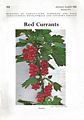 Red Currants.