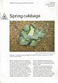Spring Cabbage.