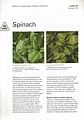Spinach.
