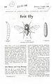 Frit Fly.