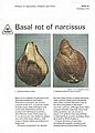 Basal Rot of Narcissus.