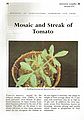 Mosaic and Streak of Tomato.