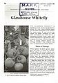 Glasshouse Whitefly.