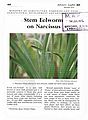 Stem Eelworm on Narcissus.
