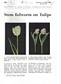 Stem Eelworm on Tulips.