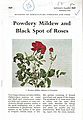 Powdery Mildew and Black Spot of Roses.