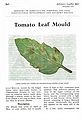 Tomato Leaf Mould.