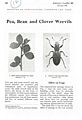 Pea, Bean and Clover Weevils.