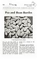 Pea and Bean Beetles.