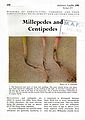 Millepedes and Centipedes.