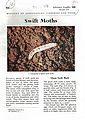 Swift Moths.