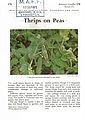 Thrips on Peas.